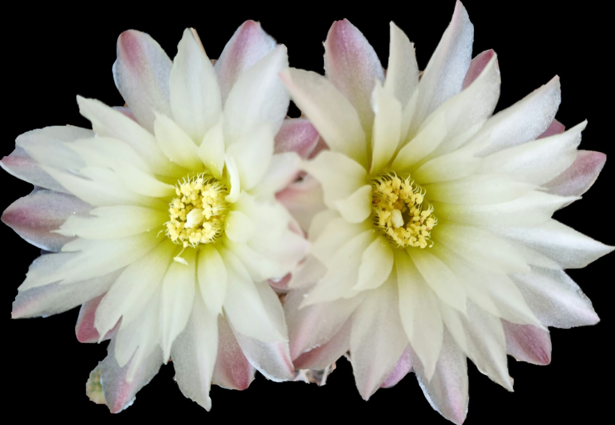 Gymnocalicium-Blüten